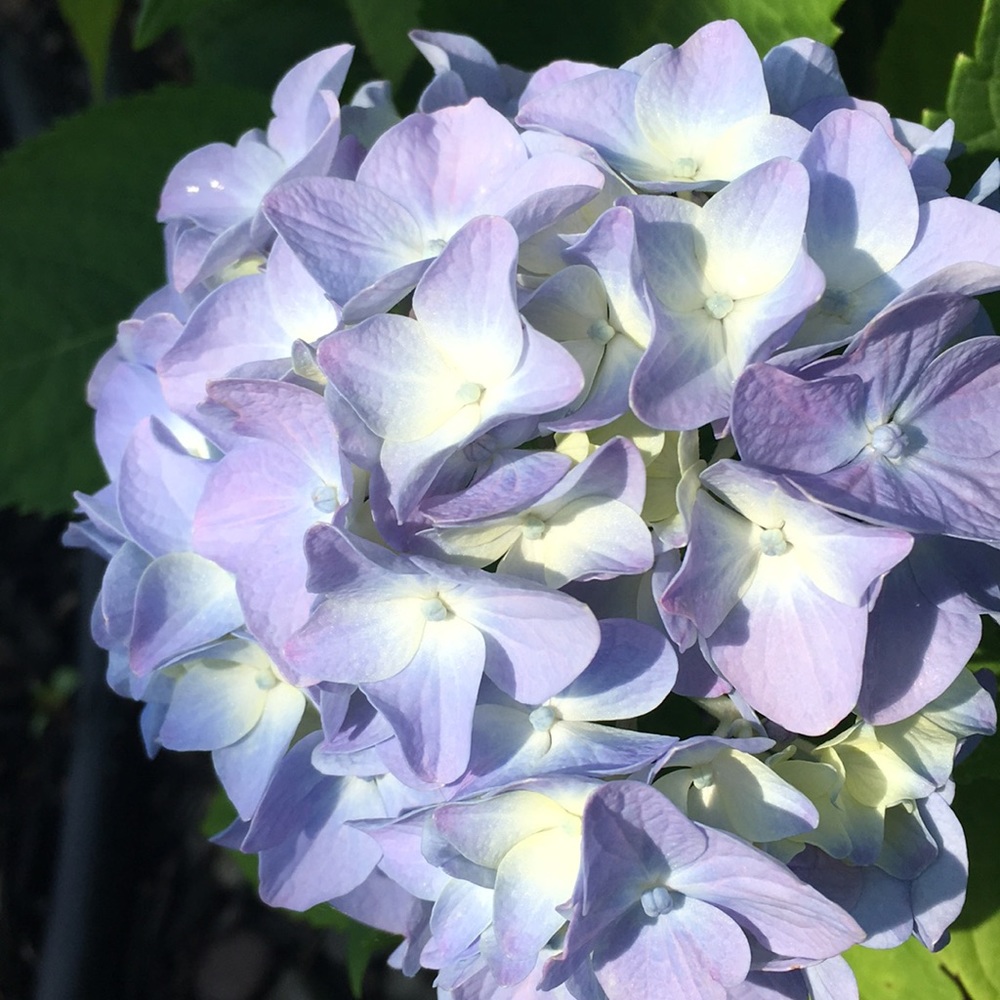 Meet your Posher, Bethany